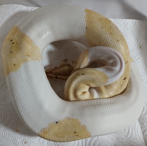1,0 Banana-Piebald       Traumtier