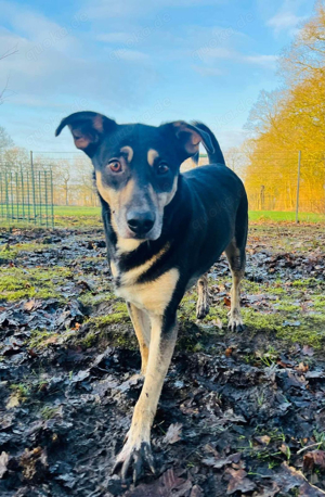 Conner sucht ein Zuhause