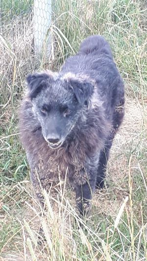 Zwei Mudi suchen gemeinsam Bild 2