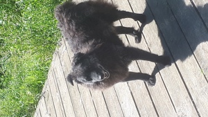 Zwei Mudi suchen gemeinsam Bild 4