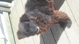 Zwei Mudi suchen gemeinsam Bild 5