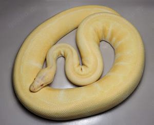 0.1 Albino Pinstripe 