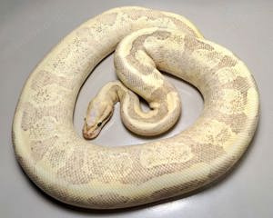0.1 Enchi Fire Pastel Vanilla 