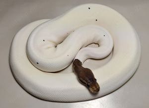 1.0 Pewter Piebald 