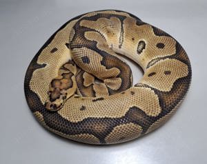 1.0 Leopard Clown 