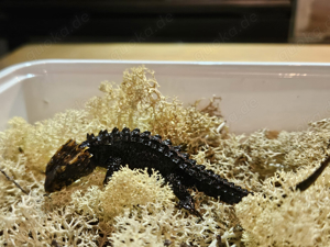 Tribolonotus gracilis   Rotaugen Bischkrokodil 