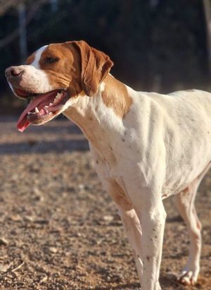 May sucht eine Pflegestelle oder ein Zuhause Bild 6