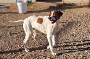 May sucht eine Pflegestelle oder ein Zuhause Bild 2