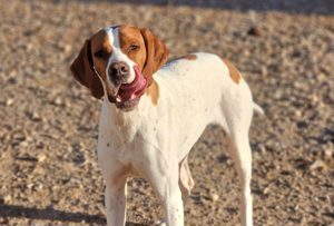 May sucht eine Pflegestelle oder ein Zuhause Bild 7