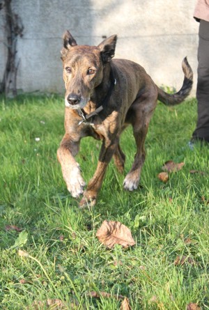 Boran, ca. 10 Jahre, kastriert