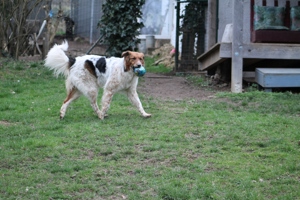 Gino, geb. Nov. 2022, kastriert Bild 5