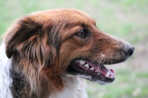 Gino, geb. Nov. 2022, kastriert Bild 6