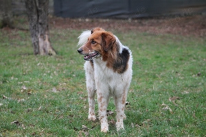 Gino, geb. Nov. 2022, kastriert Bild 4