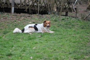 Gino, geb. Nov. 2022, kastriert Bild 7