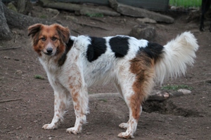 Gino, geb. Nov. 2022, kastriert Bild 2