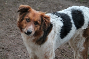 Gino, geb. Nov. 2022, kastriert Bild 3