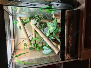 Madagaskar Taggecko Pärchen mit Terrarium Bild 2