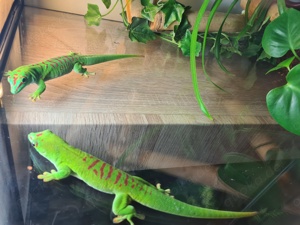 Madagaskar Taggecko Pärchen mit Terrarium
