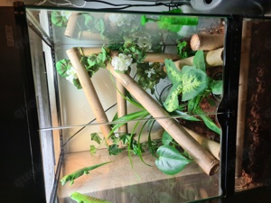 Madagaskar Taggecko Pärchen mit Terrarium Bild 3