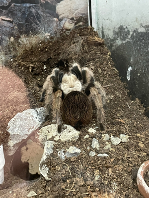 Visalius, Poecilotheria, aphonopelma, Harpactira