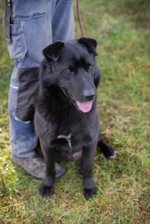 *DUSTY* ist ein toller Bursche. Er freut sich den ganzen Tag.