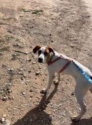 Oliver sucht eine Pflegestelle und
