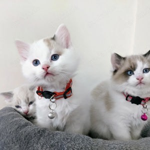 Ragdoll-Kätzchen suchen nach einem Zuhause Kontakt über WhatsApp= 4  9  15213434302 