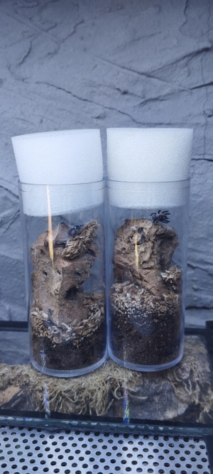 Vogelspinnen zu verkaufen !  Bild 2