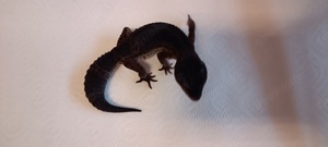 Leopardgecko Black Night pure Weibchen 