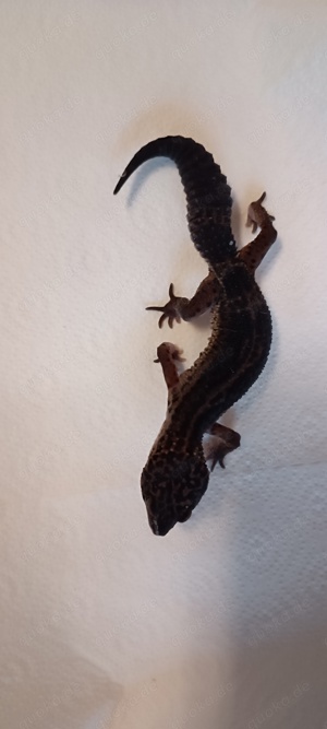 Leopardgecko Black Night Weibchen 