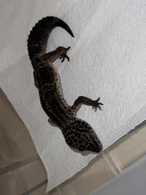 Leopardgecko Black Night Weibchen  Bild 2