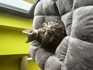 Reinrassiger Bengalkater mit Stammbaum