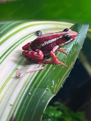 Epipedobates anthonyi Pfeilgiftfrosch Anfängerfrosch dendrobaten 