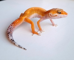 Leopardgeckos Blood Cross aus 2024