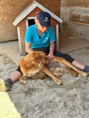 TEDDY - aktiv und menschenverliebt Bild 4
