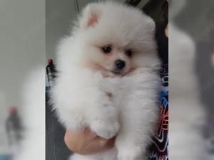 Pomeranian Zwergspitz Welpen