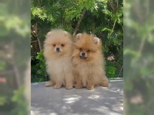 Pomeranian Zwergspits Welpen