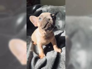 Susss Französische Bulldogge Welpen !!