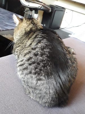suche Babykatze