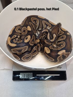 0.1 Blackpastel ph. Pied Zuchtweibchen