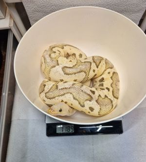 0.1 Firefly poss. Superfly, Vanilla Clown 