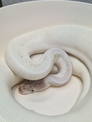 1.0 Super Mojave poss. Ghi het Pied