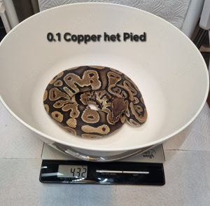 1.1 Copper het Pied