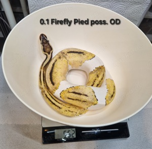 0.1 Firefly Pied poss. OD