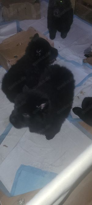 Chow chow 