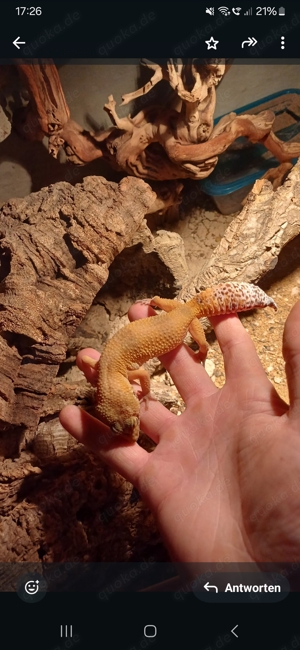 leopardgeckos 