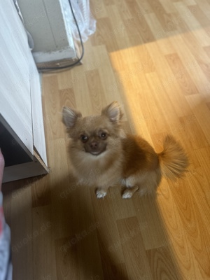 Pomeranian Zwergspitz chiauwas mix
