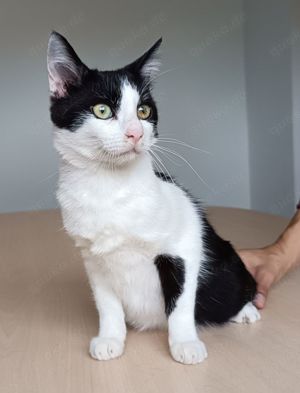 RATON - freundlich, verspielt, menschenbezogen