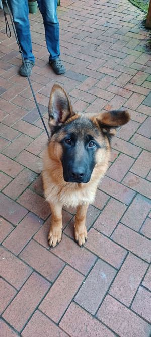Deutscher Schäferhundwelpe (Rüde) sucht ein neues Zuhause