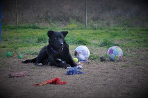 Blacky ein freundlicher Rüde